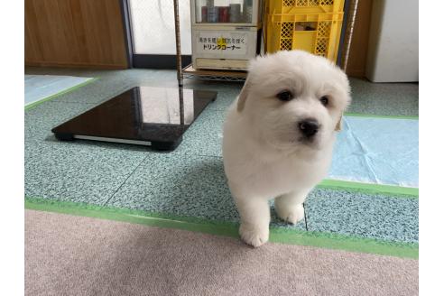 成約済の千葉県のグレートピレニーズ-359425の9枚目